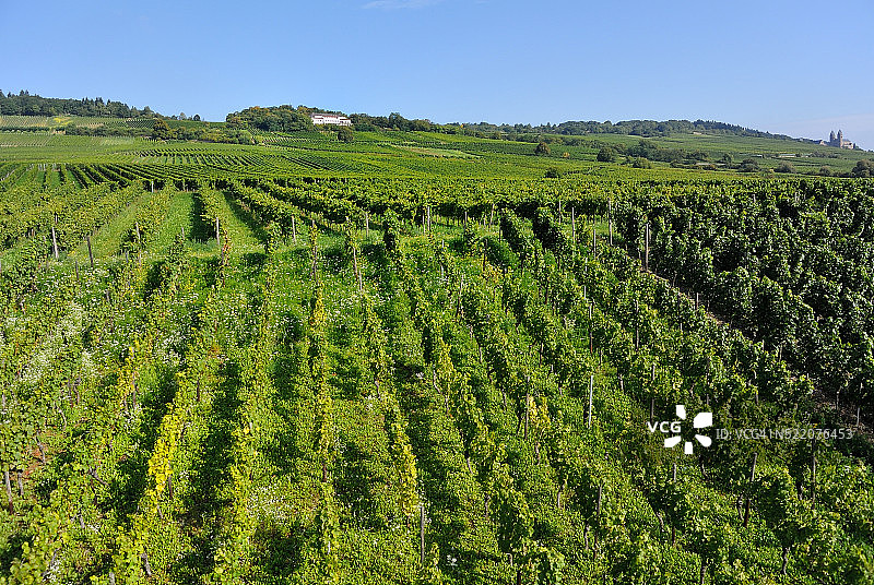 葡萄园图片素材