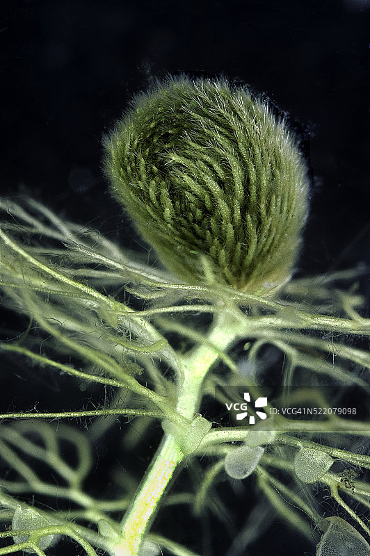 狸藻-休眠体（水下）图片素材