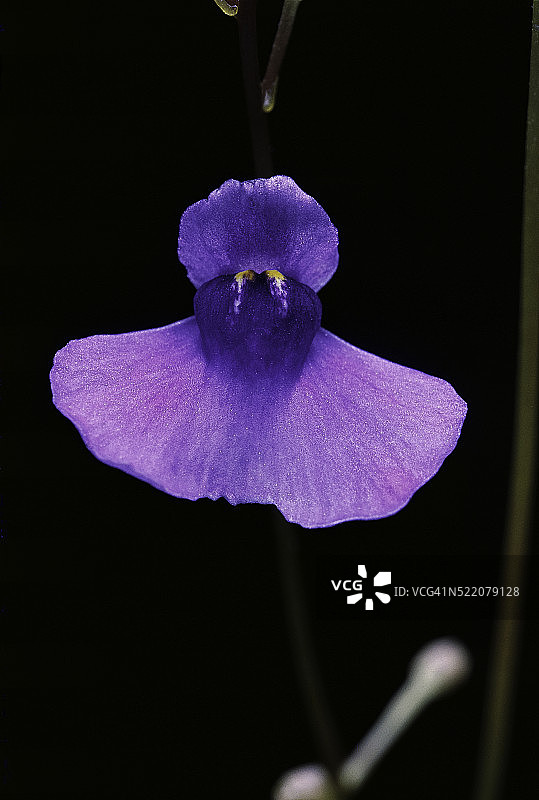 双瓣狸藻花图片素材