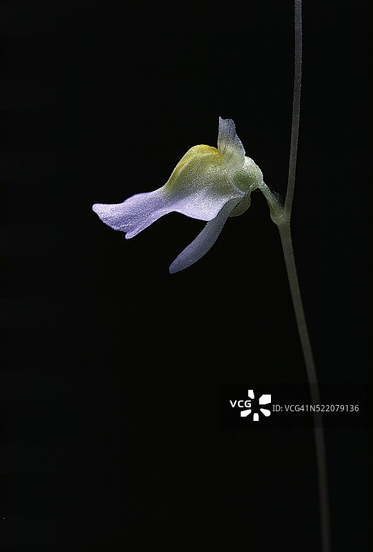 双瓣狸藻 - 花朵图片素材