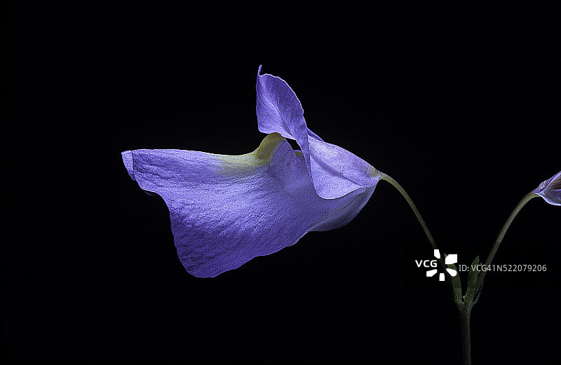 Endressii狸藻花图片素材