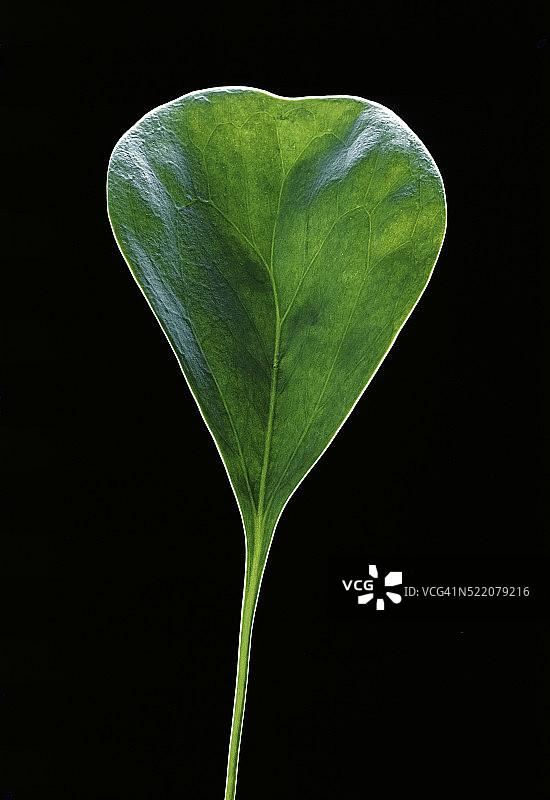 洪堡狸藻叶子图片素材