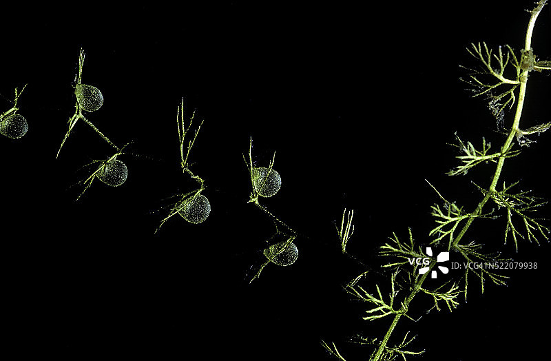 中 Utricularia intermedia（扁叶狸藻，平叶狸藻，山地狸藻，中间狸藻）- 水下图片素材