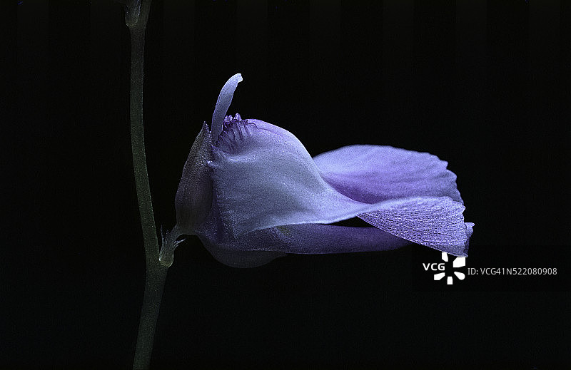 狸藻花图片素材