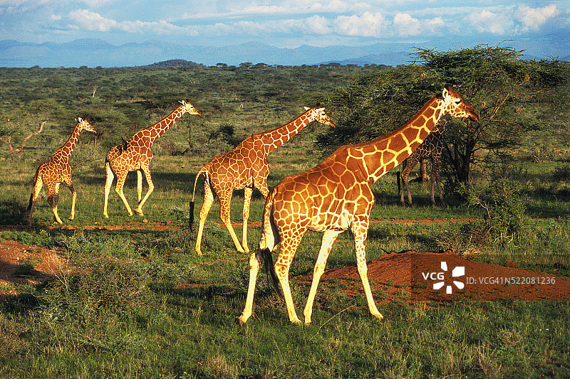 行走的图片素材