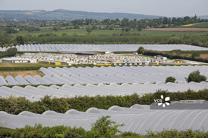 英国草莓农场图片素材