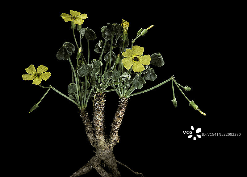 大根酢浆草图片素材