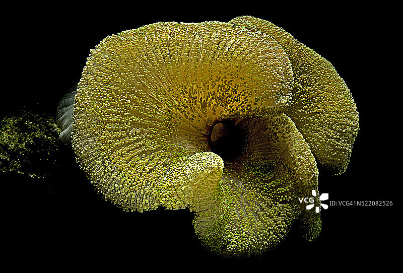 哈氏海葵（地毯海葵）图片素材