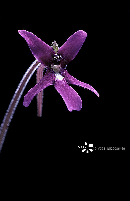 长瓣堇菜-花图片素材