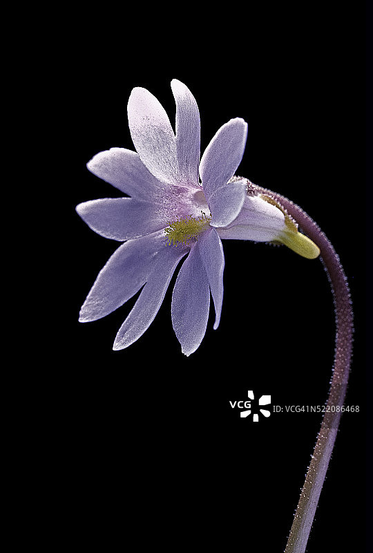 查普曼捕虫堇图片素材