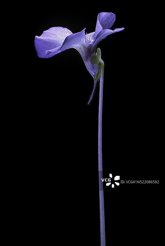 圆叶茅膏菜图片素材