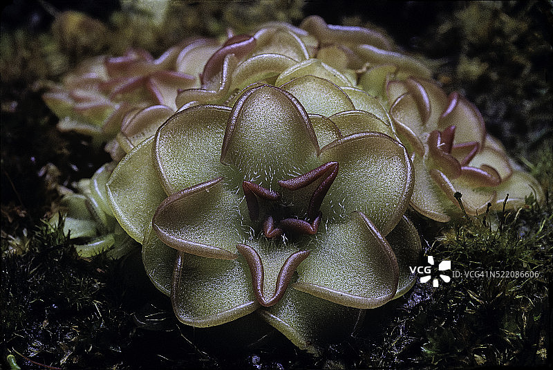 圆形叶子的 Pinguicula图片素材