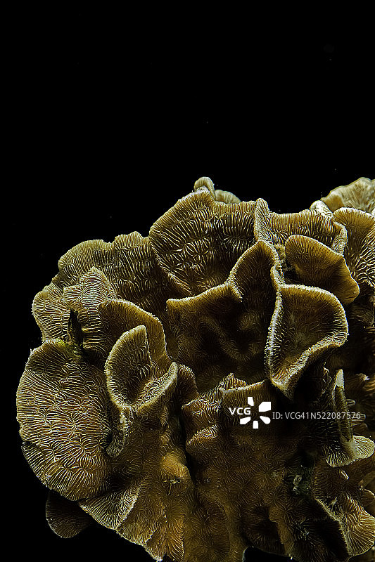 蜂窝珊瑚图片素材