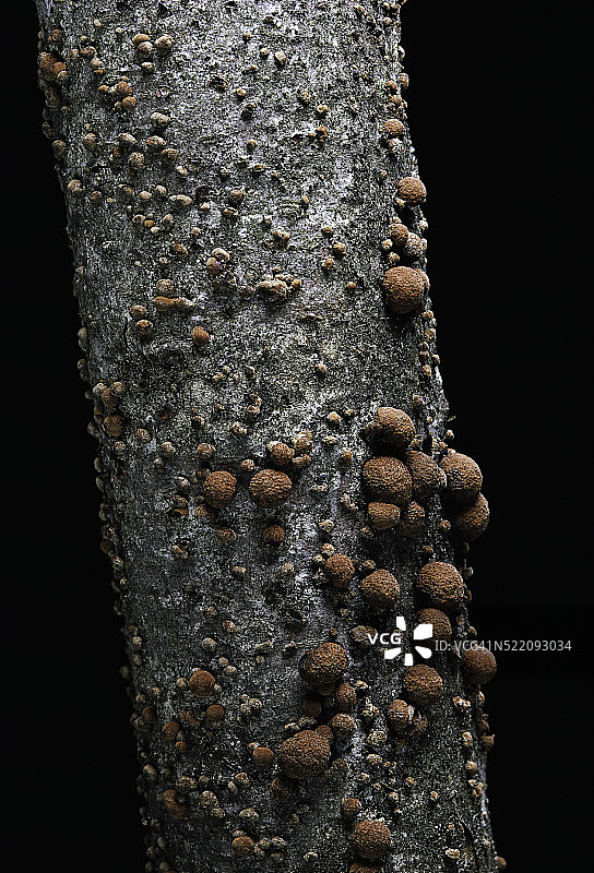 蜂窝炭角菌图片素材