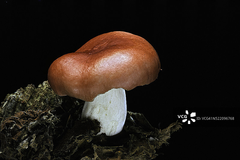 诺比红菇图片素材