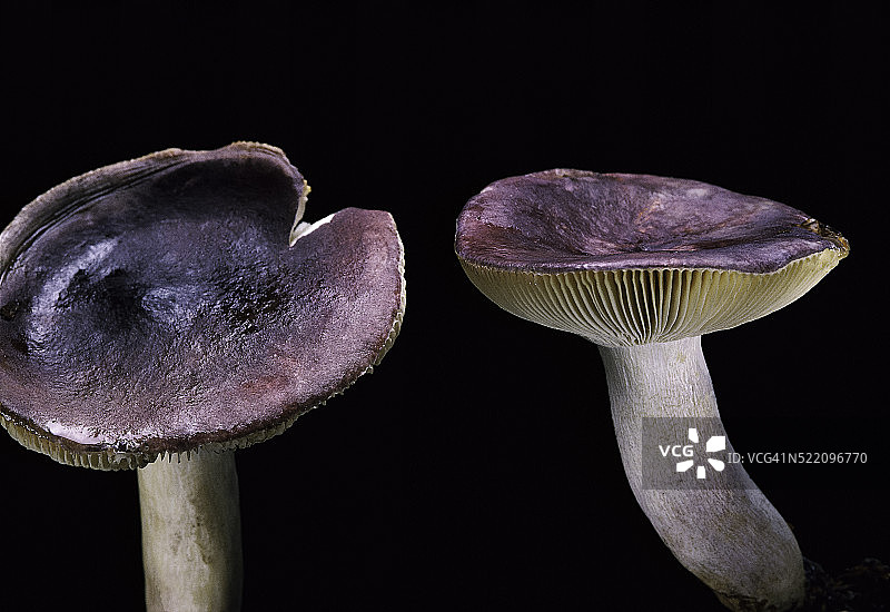 萨丁红菇（月见草脆柄菇）图片素材