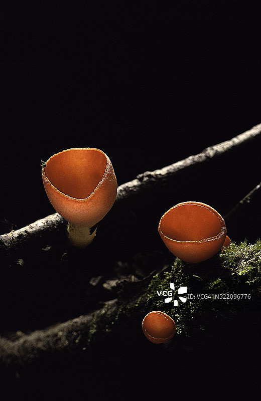 猩红杯菌图片素材