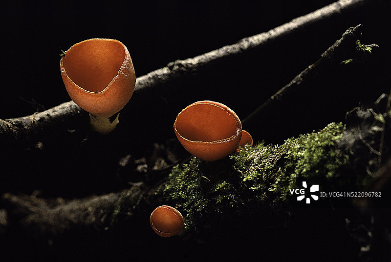 猩红杯菌图片素材