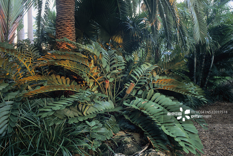 佛罗里达州的热带植物图片素材