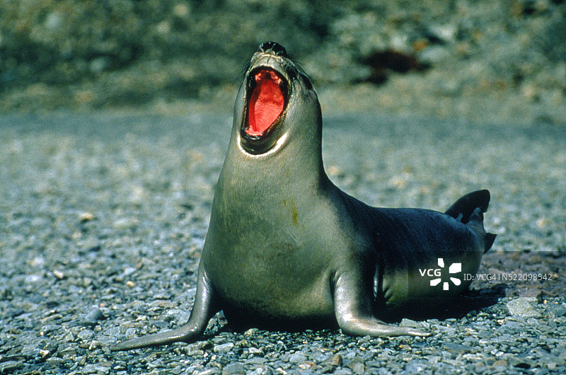 海象幼崽的呼唤图片素材