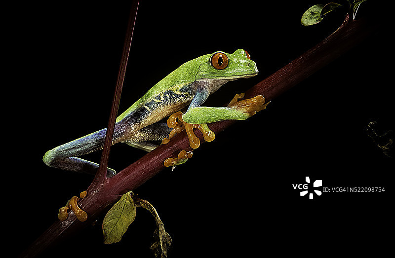 红眼树蛙图片素材