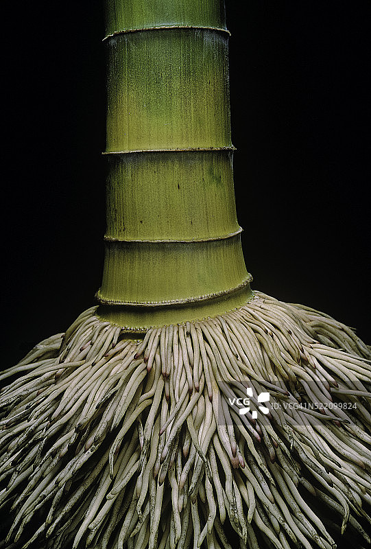 毛竹根图片素材