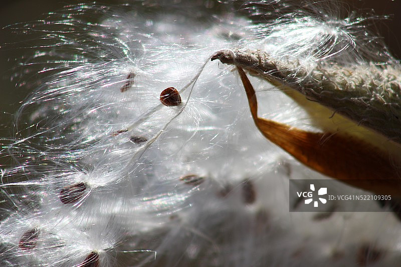 马利筋荚果图片素材