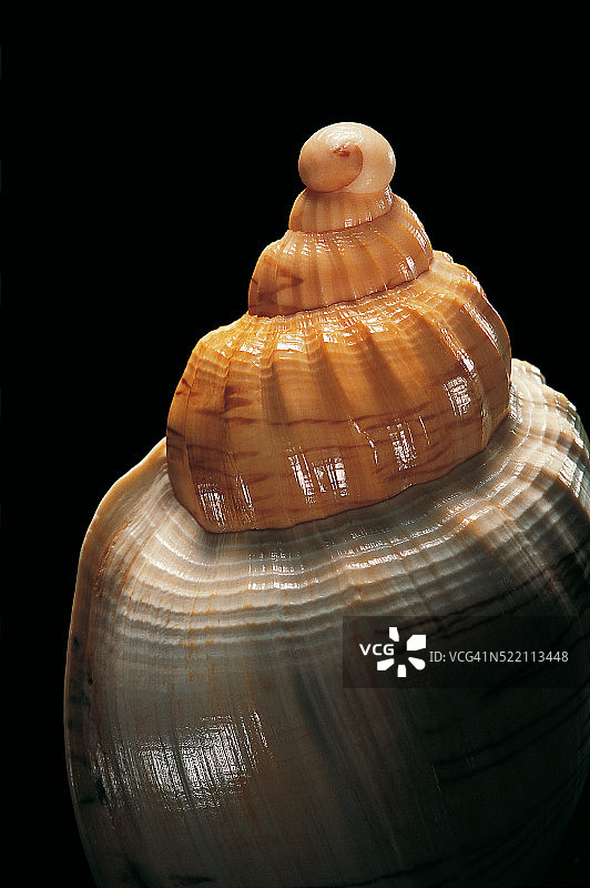 利沃尼亚夜蛾图片素材