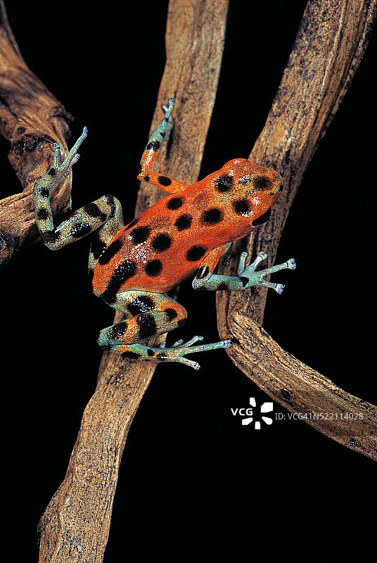 草莓箭毒蛙图片素材