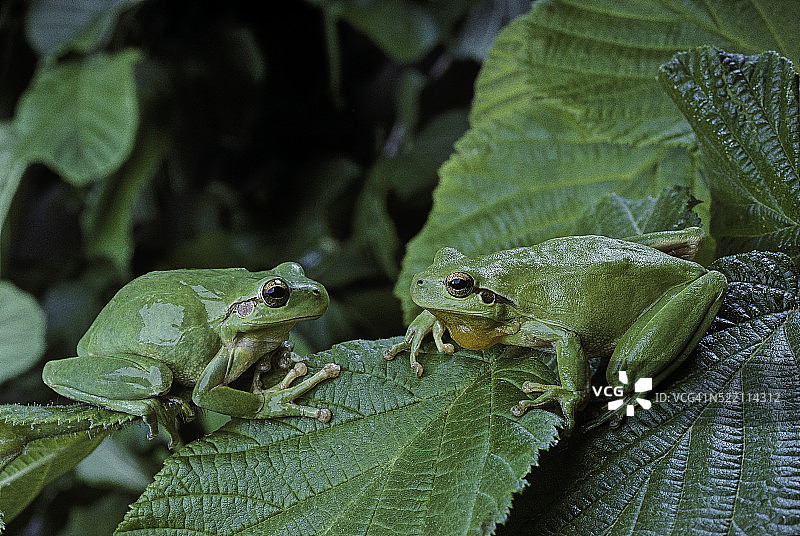 地中海树蛙一对图片素材