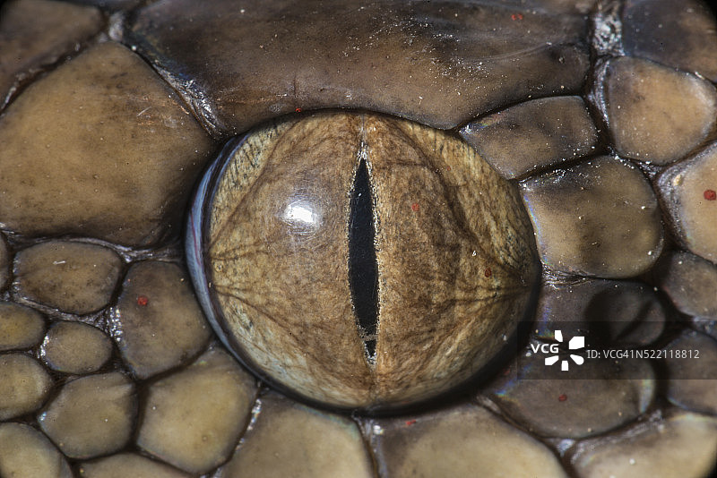 蟒蛇的眼睛图片素材