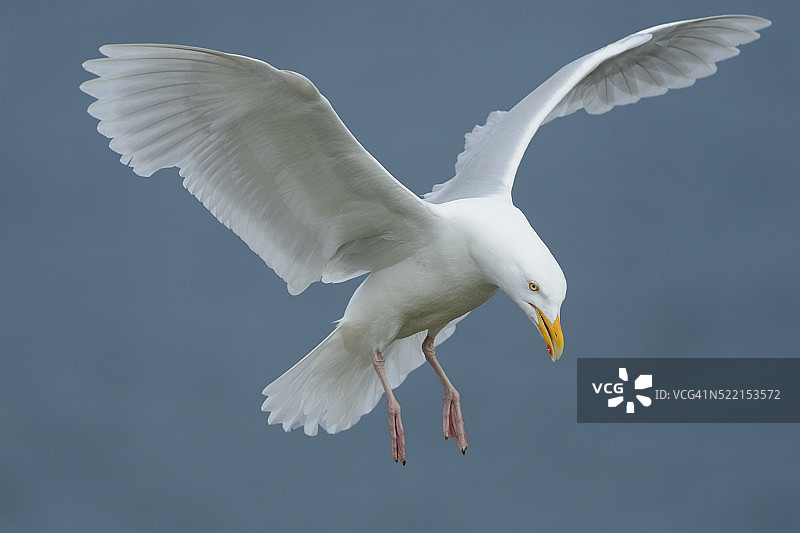北极鸥从悬崖顶飞翔图片素材