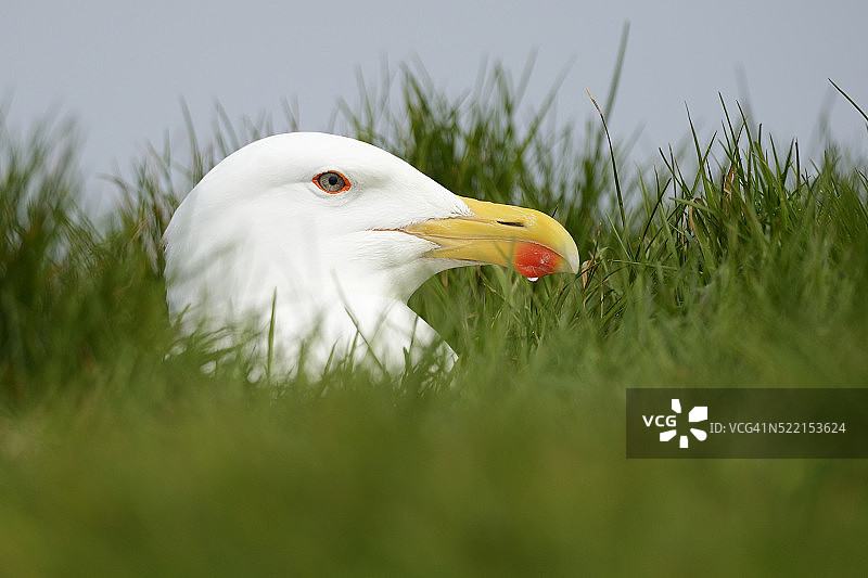 大黑背鸥肖像图片素材