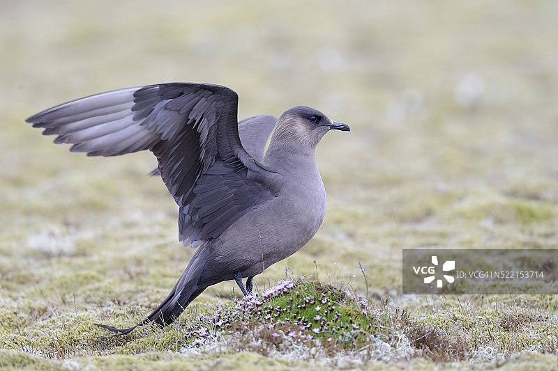 冰岛冻原上的贼鸥图片素材