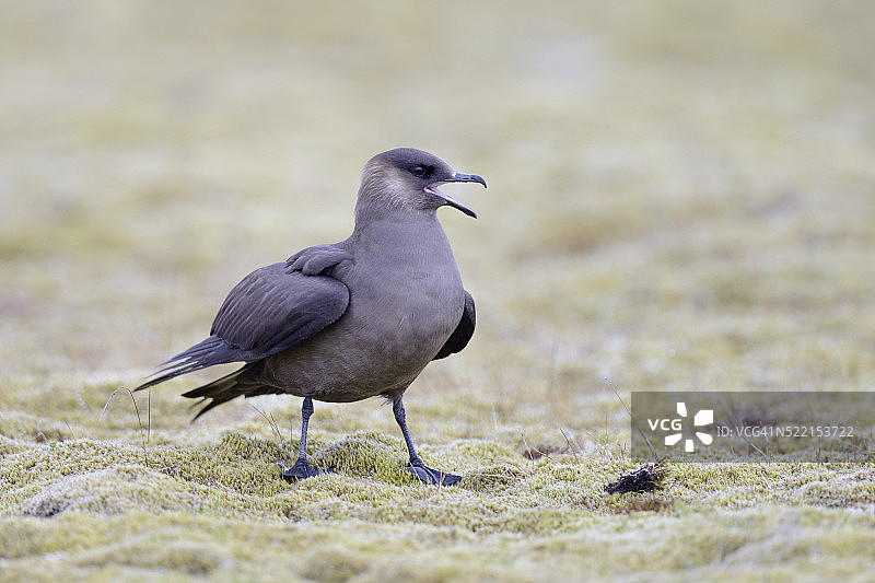 冰岛冻原上的贼鸥图片素材