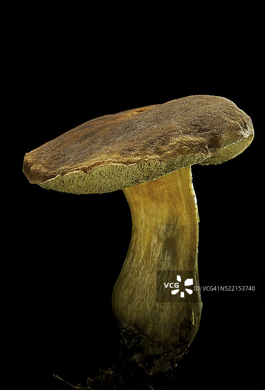 栗色绒盖牛肝菌图片素材