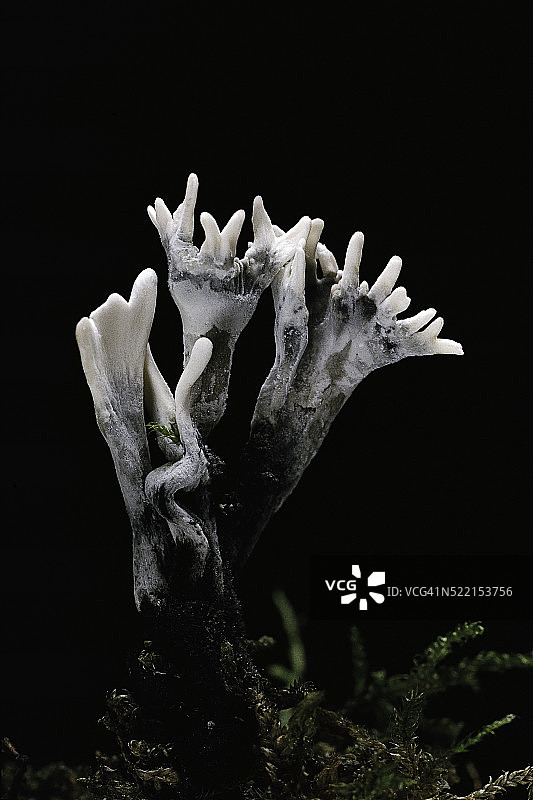 炭角菌图片素材