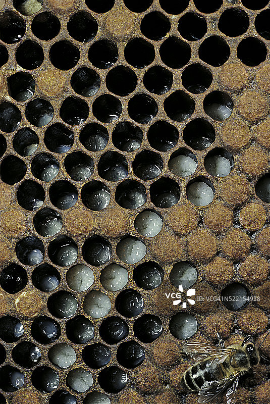 蜜蜂不同发育阶段的蜂群图片素材