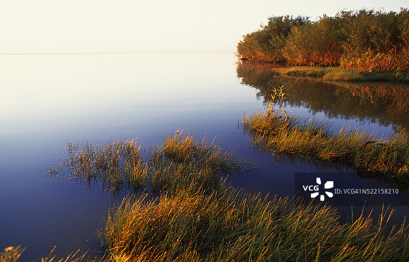 温尼伯湖上的芦苇与岸边图片素材