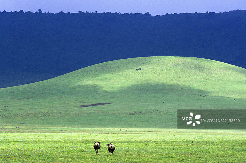 恩戈罗恩戈罗火山口草原上的角马图片素材