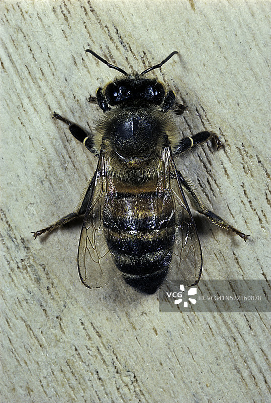 意大利蜜蜂 - 工蜂图片素材