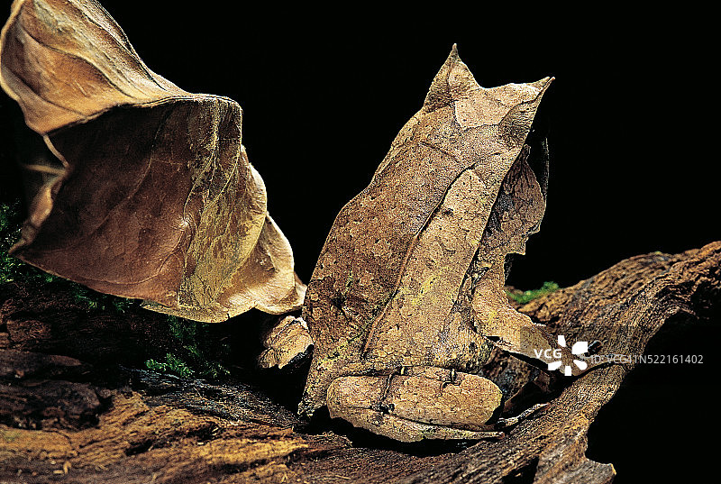 马来角蟾图片素材