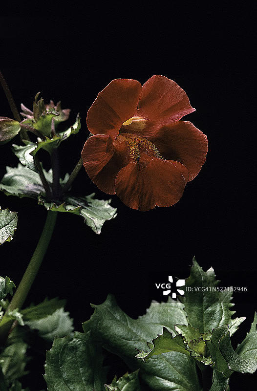 红皇帝铜金莲花图片素材