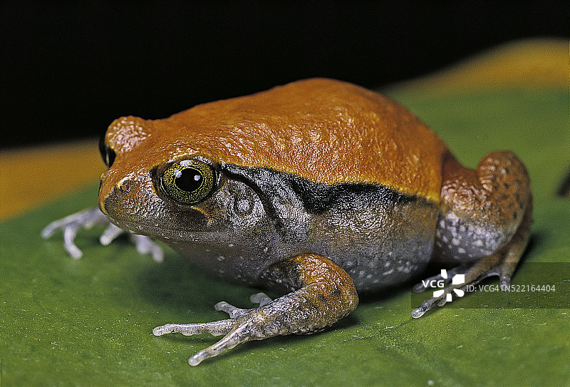 番茄蛙图片素材