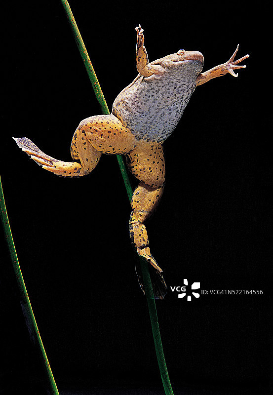 非洲爪蟾图片素材