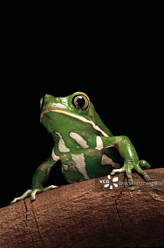 蜡猴叶蛙图片素材