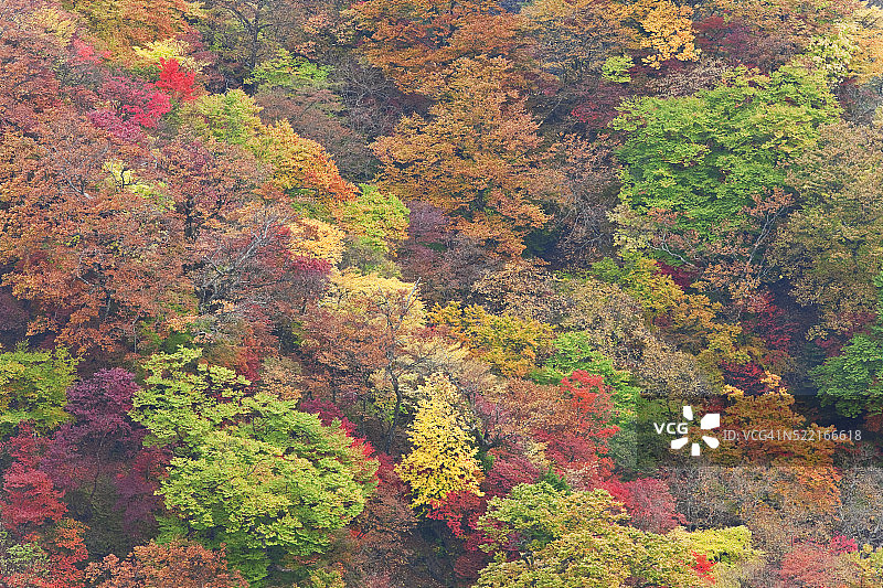 日本日光男体山的秋叶图片素材