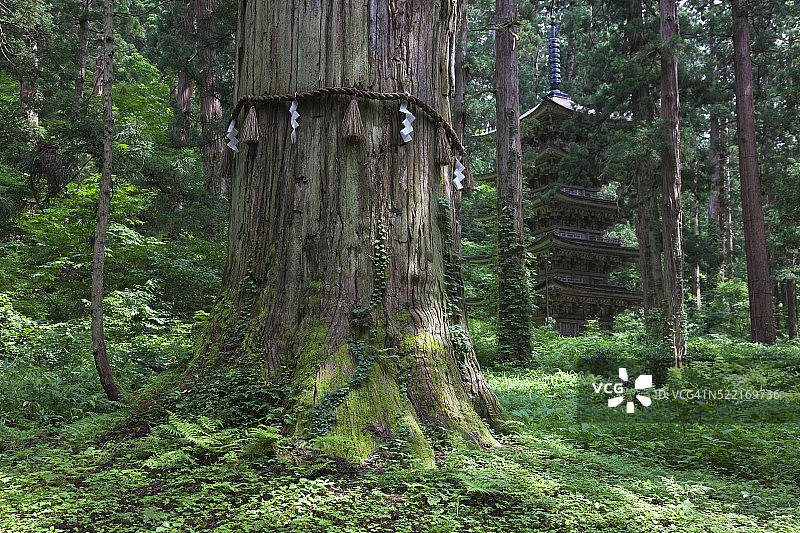 日本山形县出羽三山神山的雄伟雪松和木塔图片素材