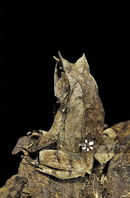 马来角蟾图片素材