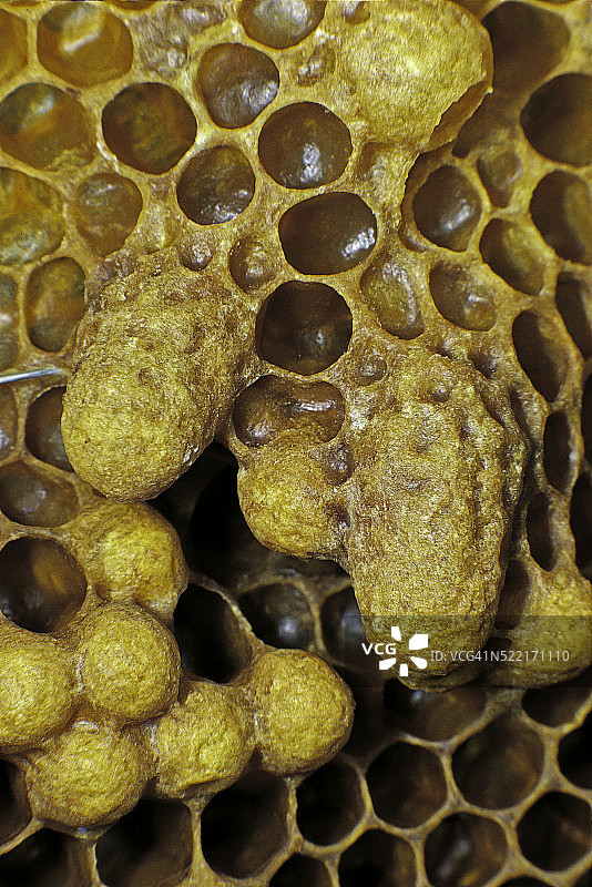 蜂巢蜂王房和雄蜂房图片素材
